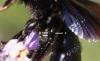 Xylocopa sp.